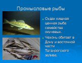 Промысловые рыбы. Судак хищная ценная рыба семейства окуневых. Чехонь обитает в Дону и восточной части Таганрогского залива.
