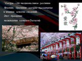 Сакура - это национальное растение Японии. Цветение сакуры празднуется в течение многих столетий. Этот праздник называется ханами (hanami)