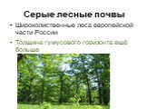 Серые лесные почвы. Широколиственные леса европейской части России Толщина гумусового горизонта ещё больше