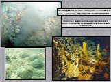 Гальмиролиз (от греч. Halmyros — солёный и lysis — распад), подводное выветривание. Наиболее энергично гальмиролиз протекает в зонах подводного высачивания и вулканической активности.