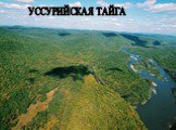 УССУРИЙСКАЯ ТАЙГА