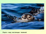 Ларга – вид настоящих тюленей