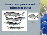 Азовское море – важный район лова рыбы. осетровые лещи