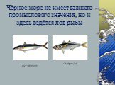 Чёрное море не имеет важного промыслового значения, но и здесь ведётся лов рыбы. скумбрия ставрида