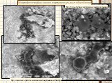 Микрофотографии сколов марганцево-рудных обособлений. Проблематичные ископаемые микроорганизмы. Оруденелые агрегаты ископаемых марганцевых бактерий