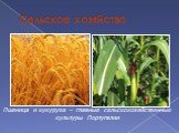 Сельское хозяйство. Пшеница и кукуруза – главные сельскохозяйственные культуры Португалии