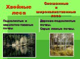 Природа лесных зон Слайд: 5