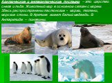 Арктические и антарктические пустыни – это царство снега и льда. Животный мир в основном связан с морем. Здесь распространены ластоногие - моржи, тюлени, морские слоны. В Арктике живет белый медведь. В Антарктиде – пингвины.