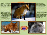 Лисица мышкует (видео). лисица Рыжая лисица. Красная лисица (огнёвка). Чёрно – бурая лисица. Размер тела лисицы – до 90 см, масса – до 10 кг. Хвост – до 60 см. Туловище удлинённое, голова с вытянутой мордой. Мех густой и мягкий. Преобладает рыжая, желтоватая и бурая окраска. Лисица очень распростран