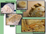 кораллы губки мшанки. Остатки ракообразных