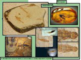 В Австралии нашли живых насекомых эпохи Юрского периода. насекомые