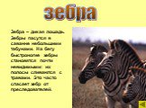 Зебра – дикая лошадь. Зебры пасутся в саванне небольшими табунами. На бегу быстроногие зебры становятся почти невидимыми: их полосы сливаются с травами. Это часто спасает зебр от преследователей. зебра
