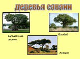 деревья саванн Баобаб Акация. Бутылочное дерево