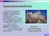 Сельское хозяйство. Сельское хозяйство Японии обеспечивает ¾ потребности населения в продовольствии. Ведущей отраслью сельского хозяйства является растениеводство. Главная сельскохозяйственная культура – рис, снимая два урожая, а южнее 37 º с. ш. параллели три урожая в год. Выращивают ячмень, сою, п