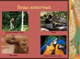 Виды животных Гиена Бенгальский тигр Бегемот Сине-желтый ара