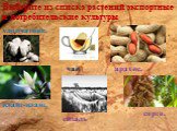 Выберите из списка растений экспортные и потребительские культуры. хлопчатник, иланг-иланг, чай сизаль арахис, сорго,