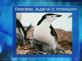 Пингвин Адели с птенцом