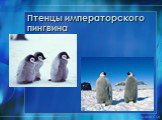 Птенцы императорского пингвина