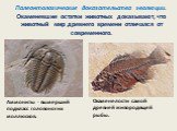 Палеонтологические доказательства эволюции. Окаменевшие остатки животных доказывают, что животный мир древнего времени отличался от современного. Аммониты - вымерший подкласс головоногих моллюсков. Окаменелости самой древней живородящей рыбы.