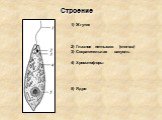 1) Жгутик 2) Глазное пятнышко (стигма) 3) Сократительная вакуоль 4) Хроматофоры 5) Ядро. Строение