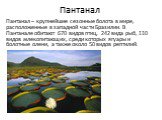 Пантанал. Пантанал – крупнейшие сезонные болота в мире, расположенные в западной части Бразилии. В Пантанале обитают 670 видов птиц, 242 вида рыб, 110 видов млекопитающих, среди которых ягуары и болотные олени, а также около 50 видов рептилий.