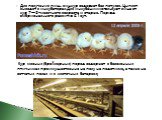 Для получения пищ. яиц кур содержат без петухов. Цыплят выводят в инкубаторах.Для инкубации используют яйца от кур 7—8-месячного возраста и старше. Период эмбрионального развития 21 сут.  Кур мясных (бройлерных) пород содержат в безоконных птичниках преимущественно на полу на подстилке, а также на с