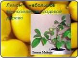 Лимон — небольшое вечнозелёное плодовое дерево