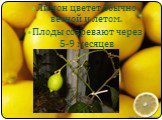 Лимон цветет обычно весной и летом. Плоды созревают через 5-9 месяцев