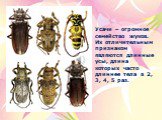 Усачи – огромное семейство жуков. Их отличительным признаком являются длинные усы, длина которых часто длиннее тела в 2, 3, 4, 5 раз.