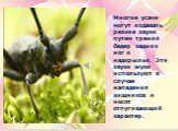 Многие усачи могут издавать резкие звуки путем трения бедер задних ног о надкрылья. Эти звуки жуки используют в случае нападения хищников и носят отпугивающий характер.