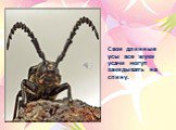Свои длинные усы все жуки усачи могут закидывать на спину.