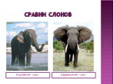 сравни слонов Индийский слон Африканский слон