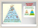 Пирамида биомасс
