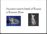 Ancient native breed of Russia is Russian Blue