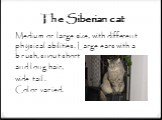 The Siberian cat. Medium or large size, with different physical abilities. Large ears with a brush, snout short and long hair, wide tail. Color varied.