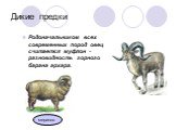 Родоначальником всех современных пород овец считается муфлон - разновидность горного барана архара. меринос