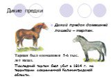 Дикие предки. Дикий предок домашней лошади – тарпан. Тарпан был одомашнен 5-6 тыс. лет назад. Последний тарпан был убит в 1814 г. на территории современной Калининградской области.