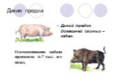 Дикий предок домашней свиньи – кабан. Одомашнивание кабана произошло 6-7 тыс. лет назад.