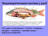 Пищеварительная система у рыб. Рот (зубы у некоторых) – глотка – пищевод – желудок – кишечник – прямая кишка – анальное отверстие