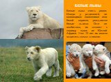 БЕЛЫЕ ЛЬВЫ. Белые львы очень редки. Иногда у родителей, не являющихся носителями гена белой окраски, рождаются белые львята. Они не альбиносы, их относят к подвиду львов из Южной Африки. Уже 12 лет их можно встретить только в неволе.