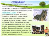 Все представители семейства собак происходят от волкоподобного существа. Повадки и привычки диких собак унаследовали домашние собаки. Домашние собаки — это родственники волков, койотов, шакалов. Когда-то очень давно, человек приручил нескольких домашних собак. Может быть, этими собаками были детеныш