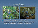 Голубика. Небольшой кустарник – 50 см. Лист появляется весной и осенью опадает. Плоды синие, напоминают чернику, но крупнее.
