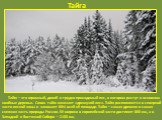 Тайга. Тайга – это огромный, дикий и трудно проходимый лес, в котором растут в основном хвойные деревья. Слово тайга означает «дремучий лес». Тайга располагается в северной части лесной зоны и занимает 80% всей её площади. Тайга – самая древняя и самая снежная часть природы России. Её ширина в европ