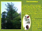 Лиственница - наиболее распространён – ная порода деревьев в Восточной Сибири. Высота – до 35 метров. Живёт 400 – 500 лет. Это очень холодостойкое дерево. Сбросив на зиму мягкую, нежную, светло – зелёную хвою, лиственница может перенести мороз в - 60 градусов. У лиственницы, так же как у ели, корни 