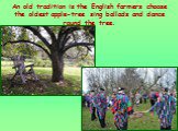 An old tradition is the English farmers choose the oldest apple-tree sing ballads and dance round the tree.