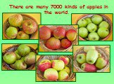 There are many 7000 kinds of apples in the world.