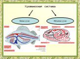 Кровеносная система Дождевой червь Моллюски гемолимфа Рыбы Насекомые Земноводные Рептилии Птицы Млекопитающие. Замкнутая Незамкнутая