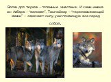 Волки для тюрков – тотемные животные. И сами имена их: Акбара – “великая”, Ташчайнар – “переламывающий камни” – означают силу, уничтожающую все перед собой.