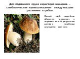 Для подземного яруса характерна микориза – симбиотические взаимоотношения между высшим растением и грибом. Белый гриб, маслёнок образуют микоризу с корнями ели. В результате данного симбиоза улучшается рост ели.