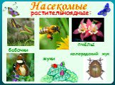 Насекомые. растительноядные: бабочки пчёлы жуки колорадский жук
